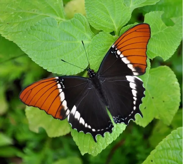 /media/2fdhworm/rust-tippetsommerfugl_siproetaepaphus.jpg?v=1dbe90fcddf3420