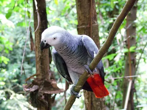 Gra Papegoeje 2