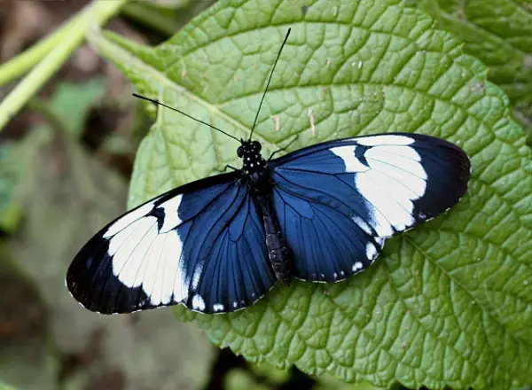 /media/53znnn3j/cydnolangvinge_heliconius-cydno.png?v=1dbdf8dbe2af270