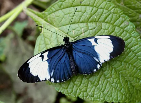 Cydnolangvinge Heliconius Cydno