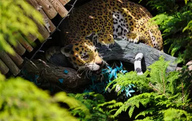 Hugos Junglehytte 4O5A4900 1920Px