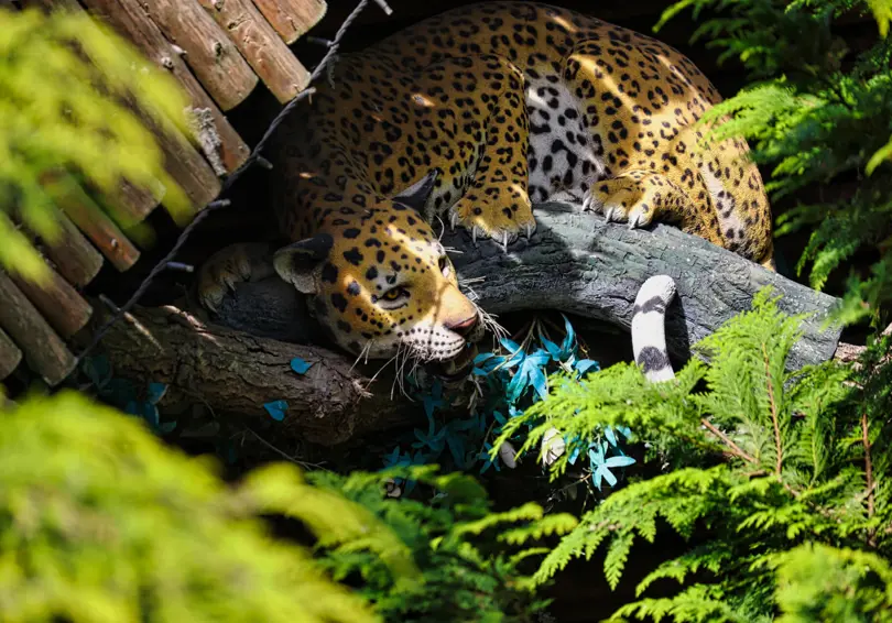 Hugos Junglehytte 4O5A4900 1920Px