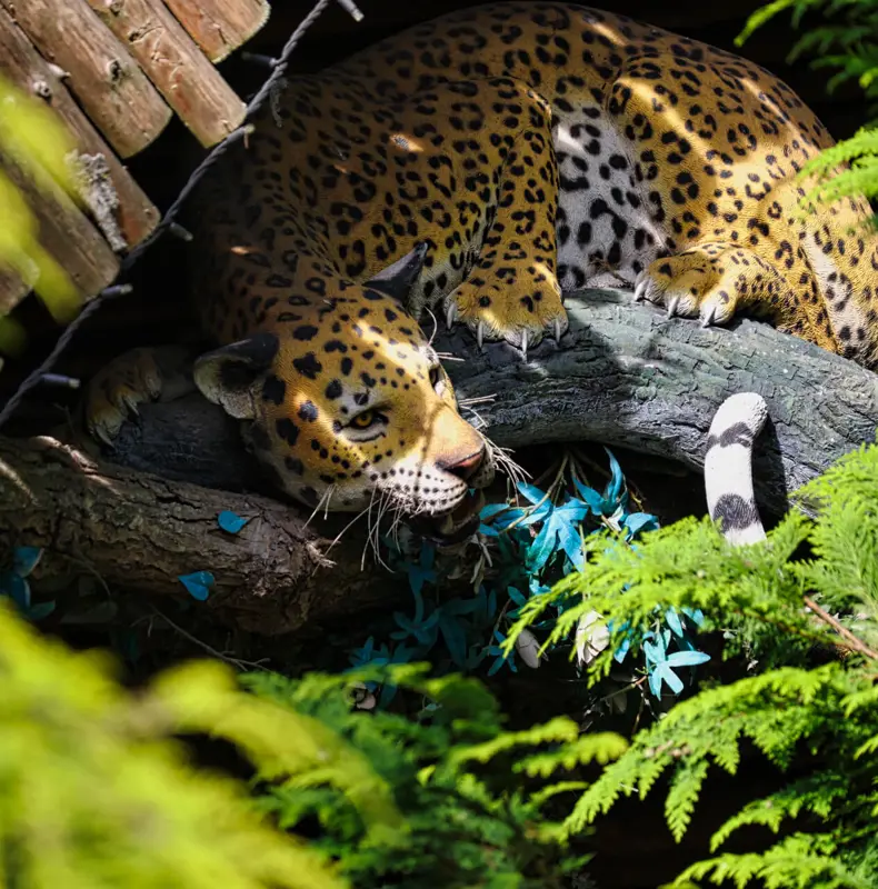 Hugos Junglehytte 4O5A4900 1920Px