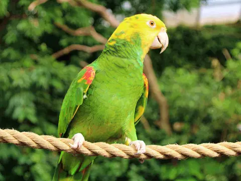Dobbeltgulhovedet Amazone 2