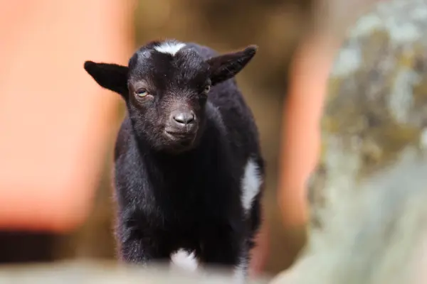 /media/dvzjmnqn/klappegeder_4o5a6532_v2_1920px.jpeg?v=1dab81cd0b37d70