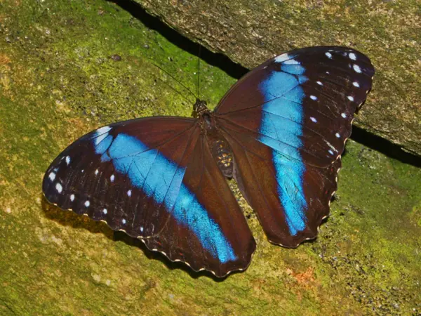 /media/ehelnlwy/bla-morpho_achilles.jpeg?v=1dbc01a38e36170