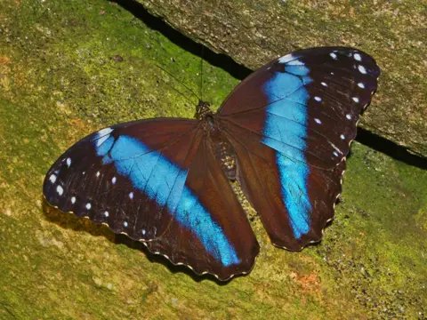 Blå Morpho Achilles