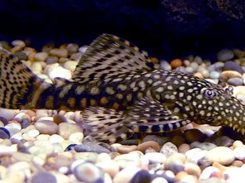 Antennesugemalle Billede