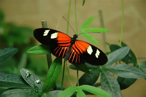 Postman Heliconius Melpomene