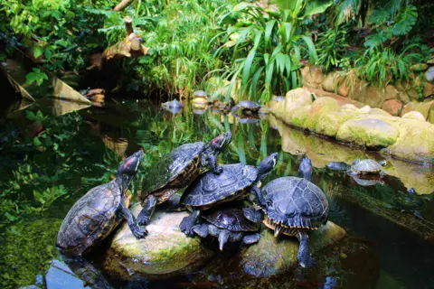 Terrapiner.jpg