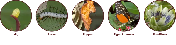 /media/hhvo3ljg/cyklus_tigeramazone.png?v=1db9e51d56b9a20