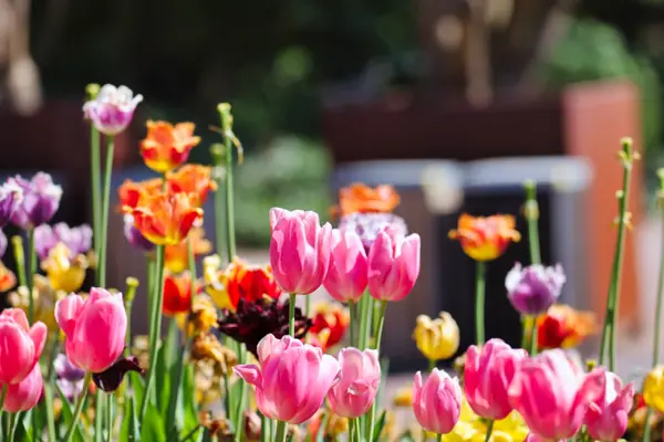 /media/hs1lp3oa/4o5a6969_blomsterparken_blomster_1920px.jpeg?v=1daac5733e68ad0