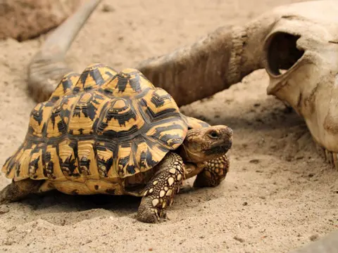 Leopard Skildpadde 1
