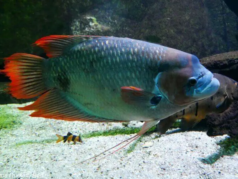 /media/kekd52q0/roedhalet-kaempegurami-1.jpg?rxy=0.650375939849624,0.48454469507101083&v=1da1bfc57e4c550