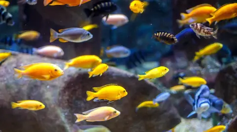 Malawi cichlider 1.jpg