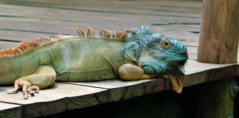 Grøn leguan 4.JPG