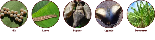 /media/nwgjvbeb/cyklus_ugleoeje.png?v=1db9e6464b58ee0