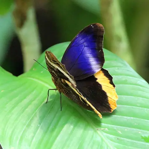 Ugleøje Kæmpe Gulkantede