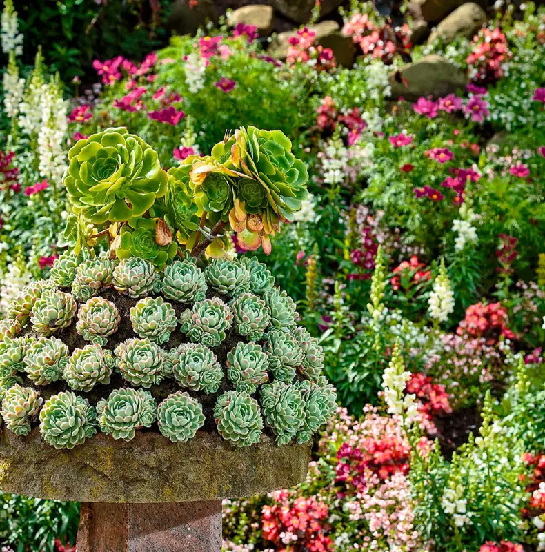 Blomster4.jpg