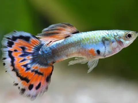 Gubbi Fisk 1