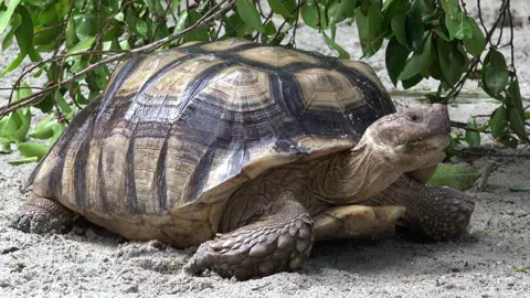 Sporeskildpadde 1.jpeg