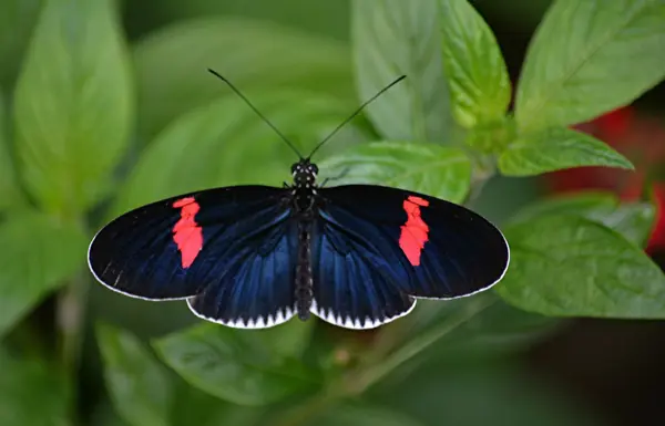 /media/sftjghj0/roedpostmand_heliconiuserato.jpg?v=1dbe90fd05c9030