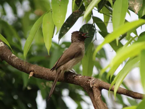 Berberbulbul