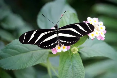Zebralangvinge Heliconiuscharithonia