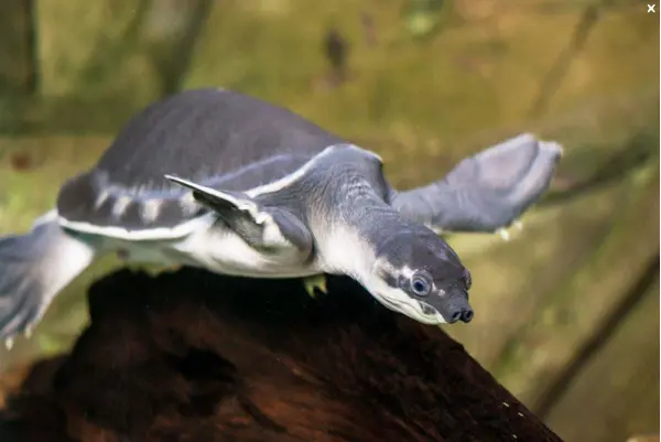 /media/w14ewfj0/ny-guinea-flodskildpadde.jpg?v=1dbe90642a0c670