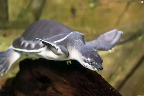 Ny Guinea Flodskildpadde