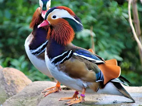 Mandarin And Billede