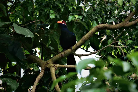 Viol turako 1.jpg