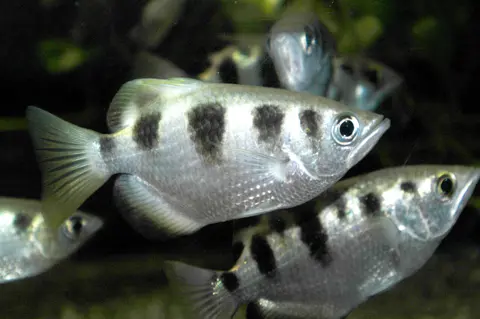 Skyttefisk 2.jpg