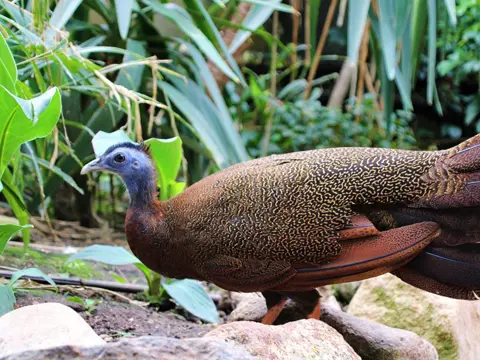 Argus 1