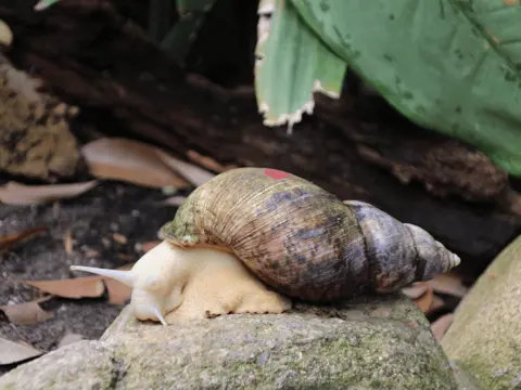 Congosnegl