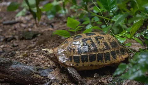 Gulhovedet landskildpadde 1.jpg