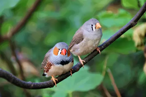 Zebrafinke 8.jpg